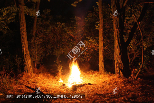 在林間空地在夜火燃燒