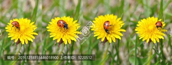 蒲公英花瓢蟲。