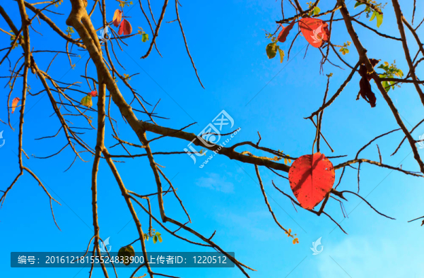 樹葉和樹枝