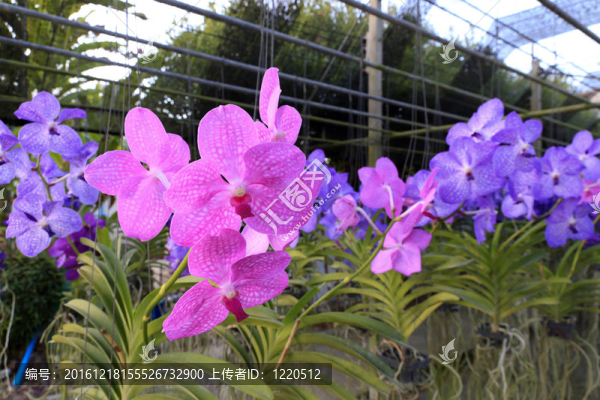 蘭花