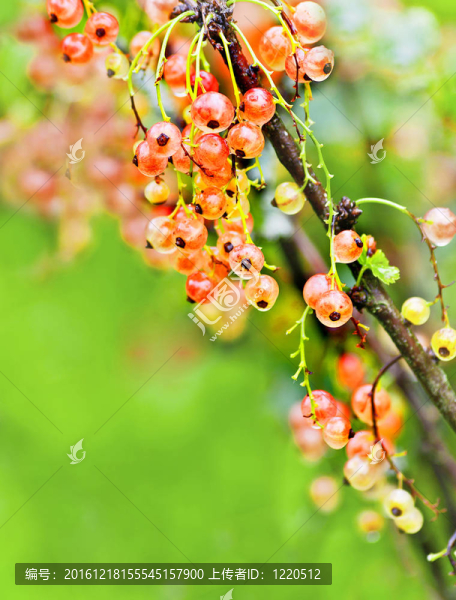 紅醋栗