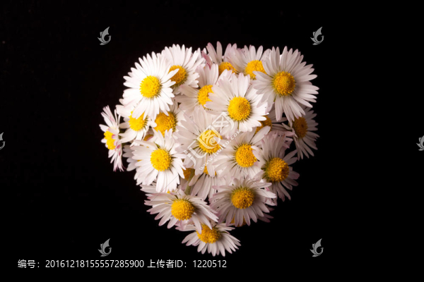 雛菊