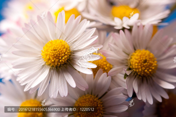 雛菊
