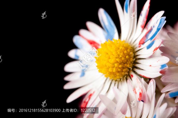 絢麗的雛菊