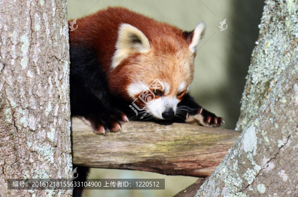 野生動物和動物-紅熊貓
