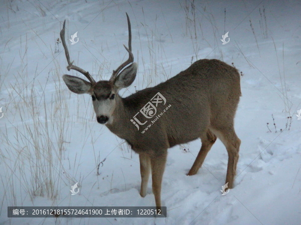 雪中的巴克