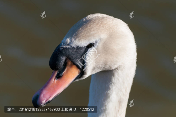 Mute,Swan（疣鼻天鵝）在一個池塘