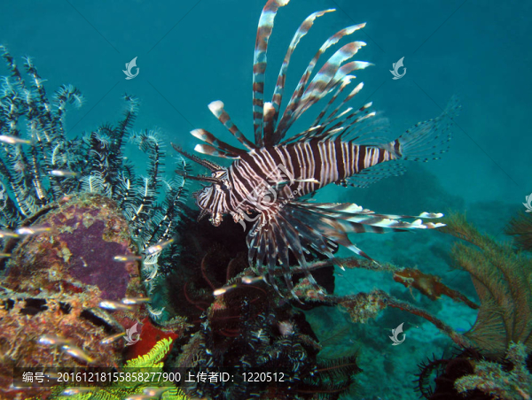 常見的獅子魚；Mabul；Borneo；馬來西亞