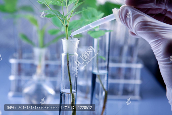 植物在實(shí)驗(yàn)室