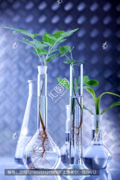 植物在實驗室