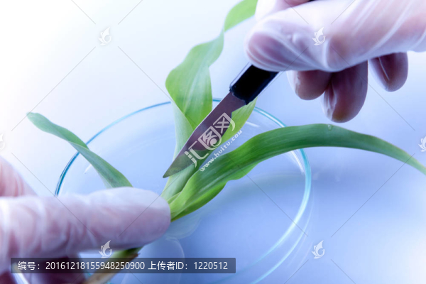 植物在實(shí)驗(yàn)室