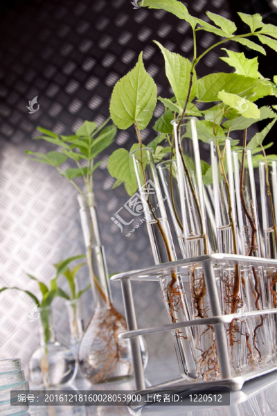植物在實(shí)驗(yàn)室