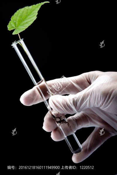 植物在實(shí)驗(yàn)室