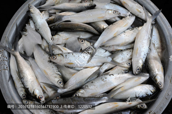 新鮮的魚