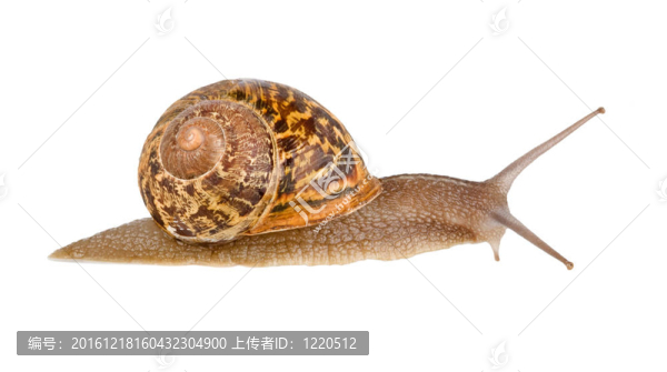 的時(shí)候了（羅馬）勃艮第蝸牛孤立在白色背景