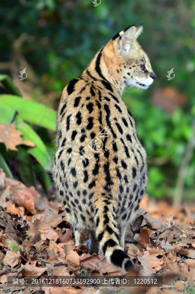 野生動物和動物了