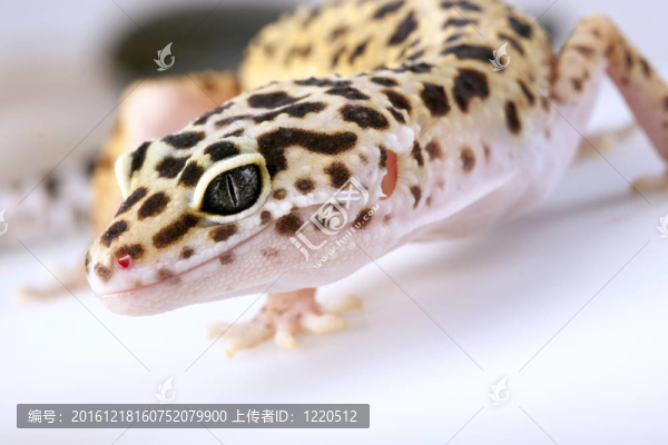 壁虎蜥蜴！
