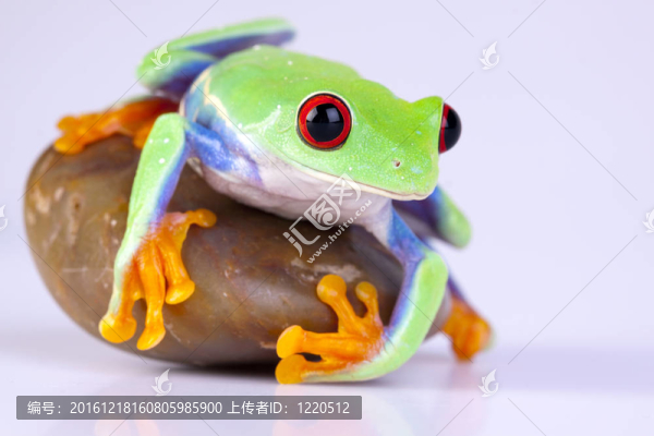 綠色的青蛙的特寫！