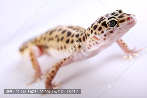 壁虎蜥蜴！