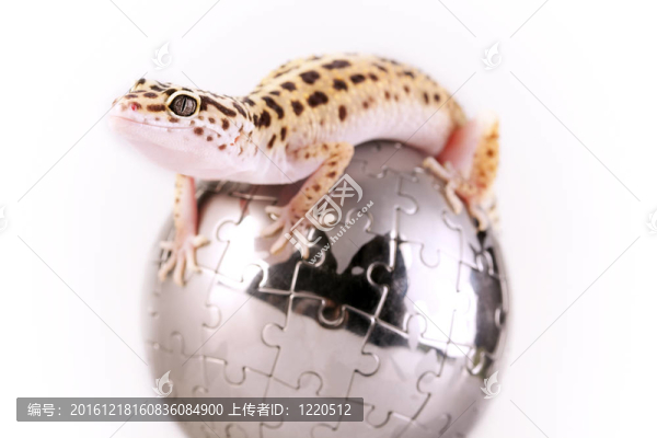 壁虎蜥蜴！