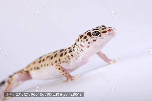 壁虎蜥蜴！