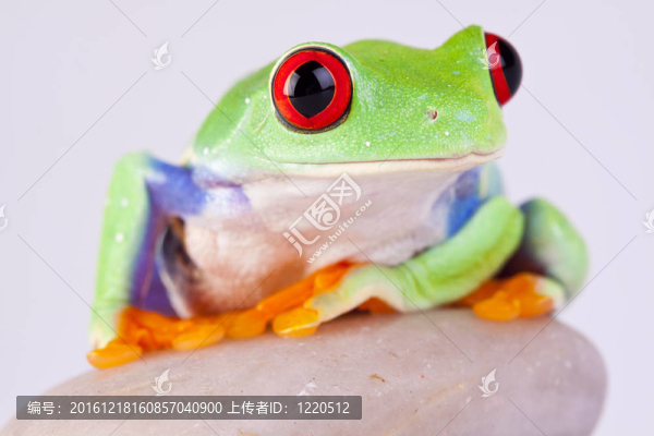 綠色的青蛙的特寫(xiě)！
