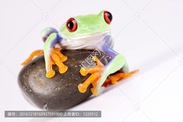 綠色的青蛙的特寫！