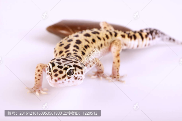 壁虎蜥蜴！