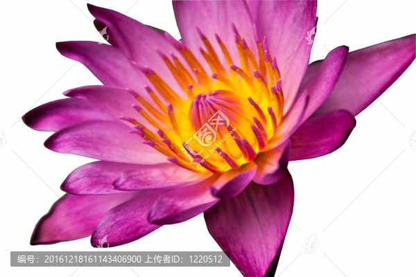 紫蓮花