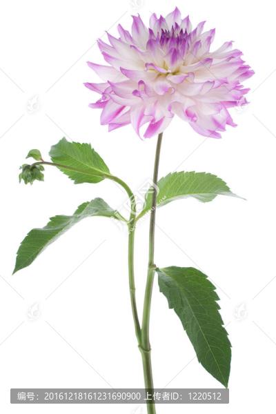 大麗花