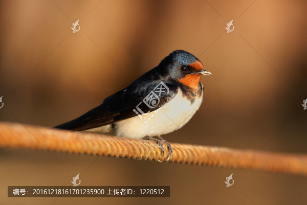 燕子