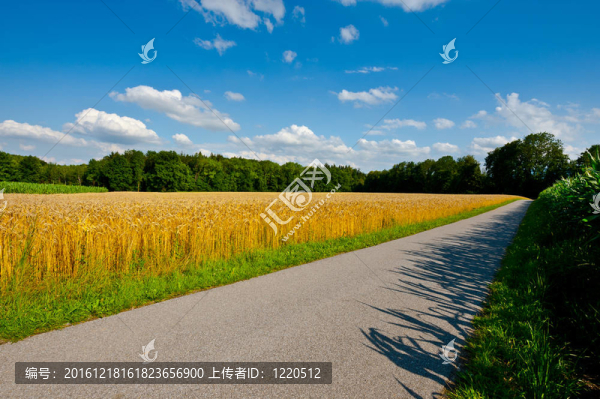 麥田