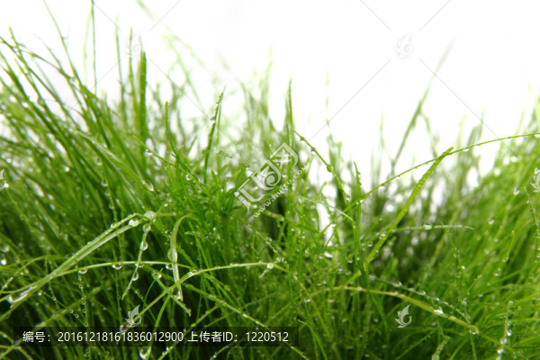 青草與水滴