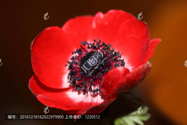 銀蓮花