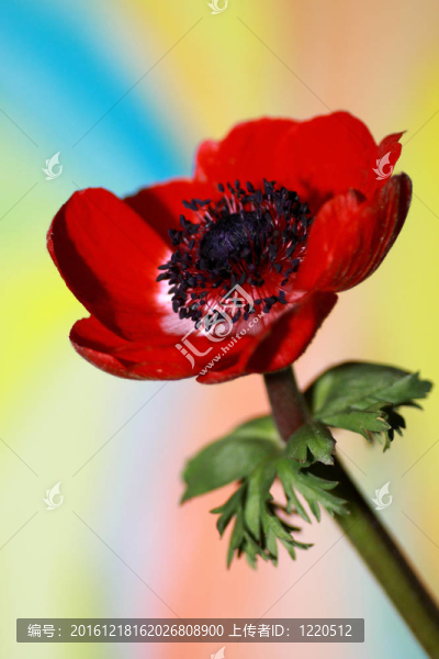 銀蓮花