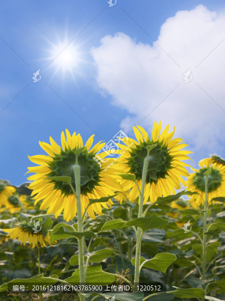 向日葵和太陽(yáng)在藍(lán)色的天空