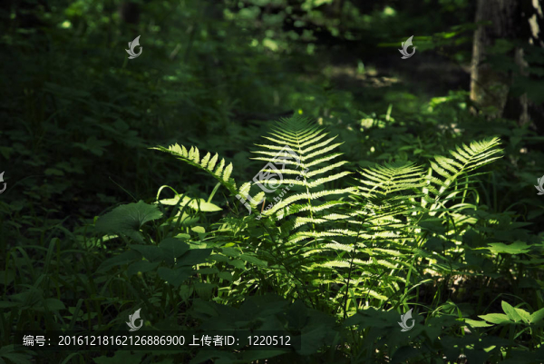黑暗森林中的Fern