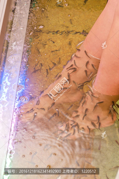 溫泉魚足療