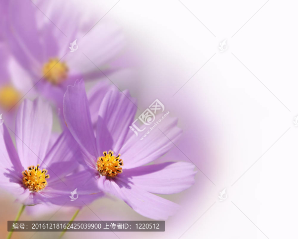 花的背景