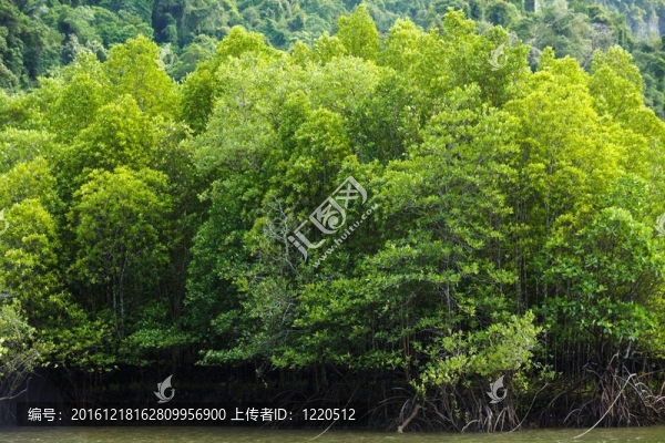 大的紅樹林