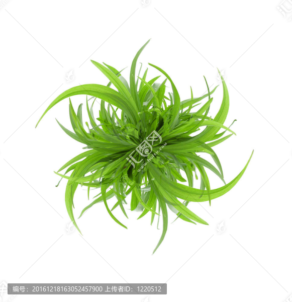 孤立的青草