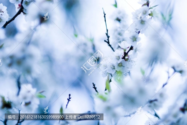 春天的花朵