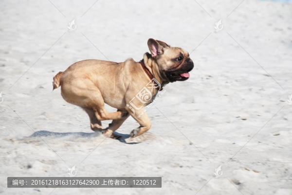 狗；奔跑；動物；寵物；友誼；犬；幸福