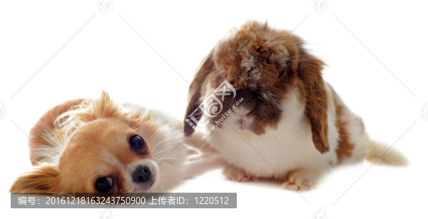 奇瓦瓦垂耳兔