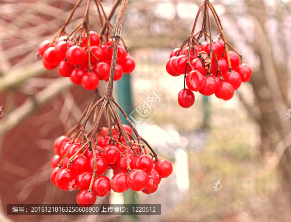 莢蒾繡球花漿果樹(shù)枝自然