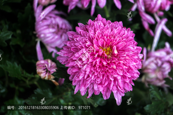 菊花