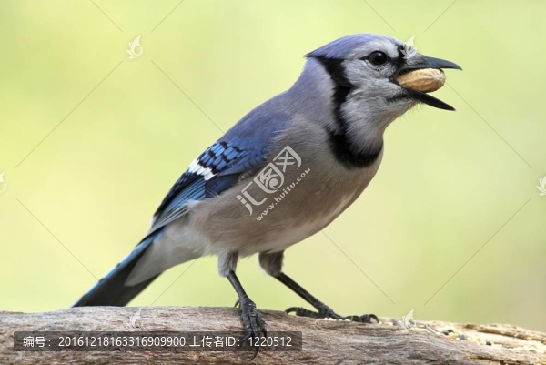 饑餓的藍杰伊