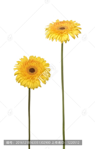 兩雛菊