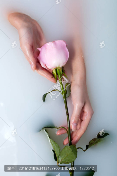 女人與玫瑰的手