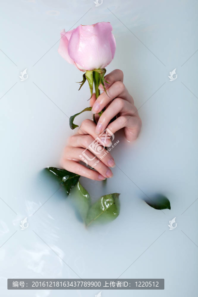女人與玫瑰的手
